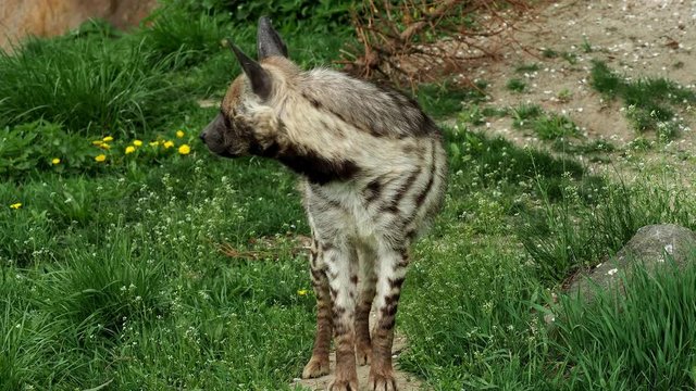Striped hyena (Hyaena hyaena sultana)