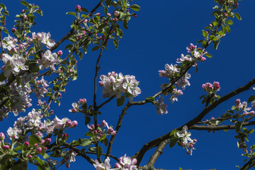 Flowering aple tree