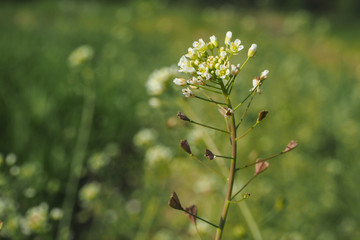 Gewöhnliches Hirtentäschel (Capsella bursa-pastoris)