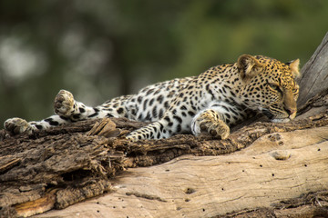 Leopard 