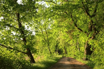 Obraz premium Dirt road on a may morning, Poland