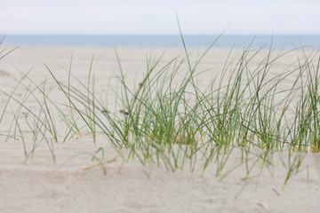 Nahaufnahme D&uuml;nengras mit Meer im Hintergrund und Unsch&auml;rfeverlauf