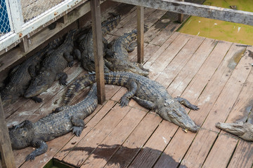 Several Siamese freshwater crocodiles (Crocodylus siamensis) are sleeping together on a small...