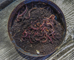 red earthworms (Lumbricina) for fishing in a rusty can with earth, on a wooden platform