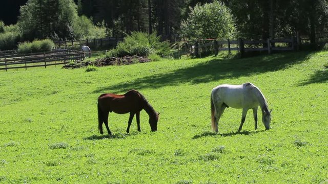 Cavalli in libert&agrave; 