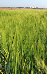 Spikes in the field, in spring