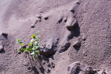 Green young grass on hill of dry brown sand in summer sunny day. Background