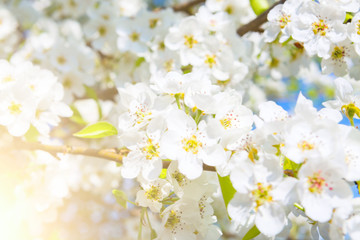 White flowers of cherry blossoms on sunny spring day
