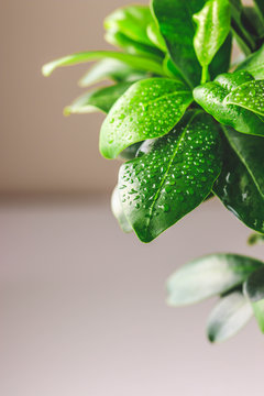Close up view of fresh leaves of Ficus microcarpa ginseng with water drops. Stylish and simple plants for modern desk.