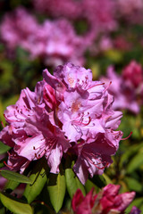 Rhododendron