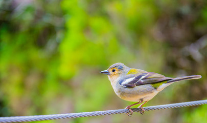 Little bird in Madeira island, Portugal