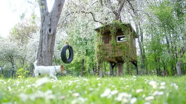 House on tree in green spring garden
