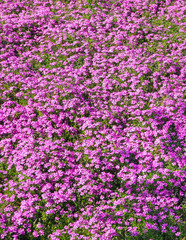 Naklejka premium A carpet of living purple flowers. Field of flowering rhododendrons.