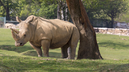 white rhino in a zoo in Italy
