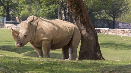 Crédence de cuisine en verre imprimé Rhinocéros white rhino in a zoo in Italy