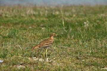 Eurasian stone-curlew / Burhinus oedicnemus