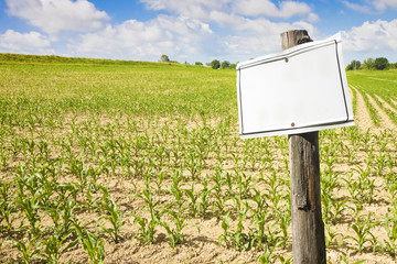 Wooden blank sign indicating against a corn field - image with copy space