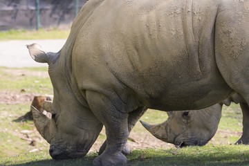 white rhino in a zoo in Italy