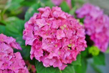 Pink heads of hydrangea flowers