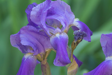 close up of purple iris flowers. Iris blooming in summertime. iris flower in color of the year 2018 pantone ultra violet
