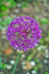 Purple globe allium flower in the spring