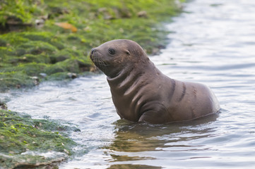 Fototapeta premium Sea Lion pup walking on a beach, Patagonia Argentina