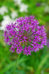 Purple globe allium flower in the spring