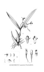 Illustration of plant