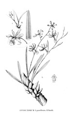 Illustration of plant