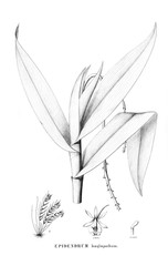 Illustration of plant