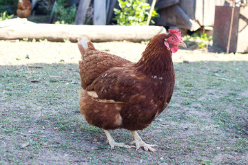 
the hen in the yard walks on the grass
