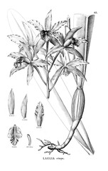 Illustration of plant