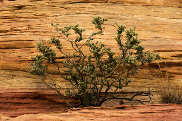 Valley of Fire