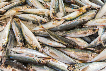 Fototapeta premium Traditional fish market Mercado dos Lavradores in Funchal, Madeira island, Portugal