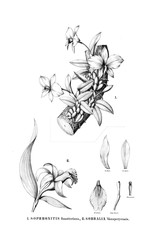 Illustration of plant