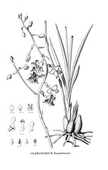 Illustration of plant