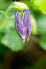 Amethyst Flower, Bush Violet, Browallia speciosa, ultra violet macro flowers