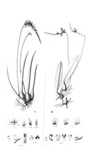 Illustration of plant