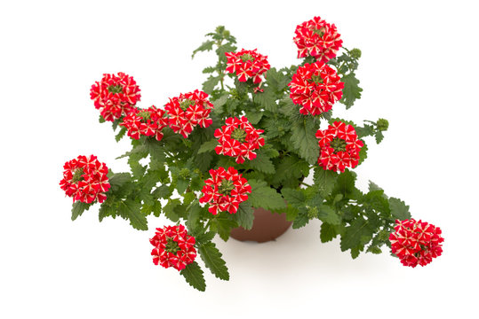 Verbena