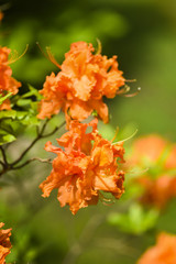 Blooming spring orange azalea flower in the garden.