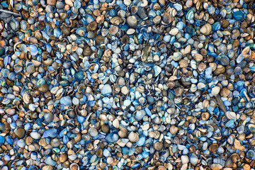 Ansammlung von blauen Muschelschalen top view