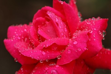 pink rose flower with dew drop