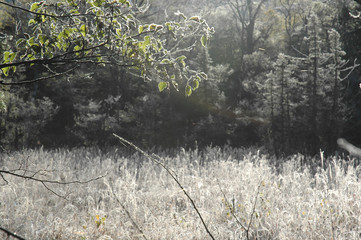 morning dew and frost in Kamikochi(early winter) / 朝霜に輝く上高地(晩秋～初冬)