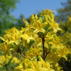 many small yellow rhododendron flowers on a large shrub