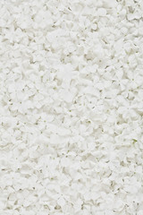 white flower background