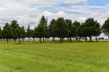 Wild flowers and pines, Patagonia