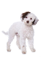 Stehender Pudelmischling isoliert auf weißem Grund