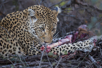 Young Leopard Male eating from a impala in the bush of Sabi Sands Private Game Reserve in the Greater Kruger Region in South Africa