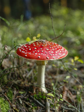 closeup of red toadstool in the forest