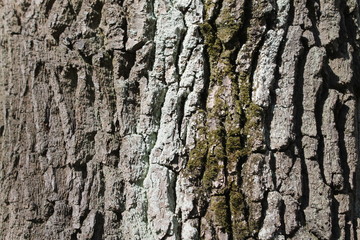 the texture of the tree bark background abstraction moss cracks